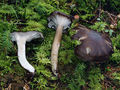 Hygrophorus camarophyllus